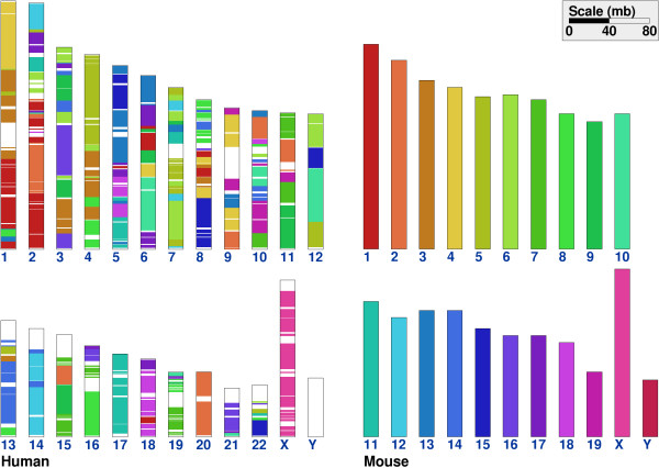 Right: 19 autosomes and 2 sex chromosomes of mouse; every mouse chromosome is shown in a different color. Left: 22 autosomes and 2 sex chromosomes of human; human chromosomal pieces are shown in the color of the homologous region on a mouse chromosome. The Figure is taken from a publication (https://doi.org/10.1186/1471-2105-8-82)